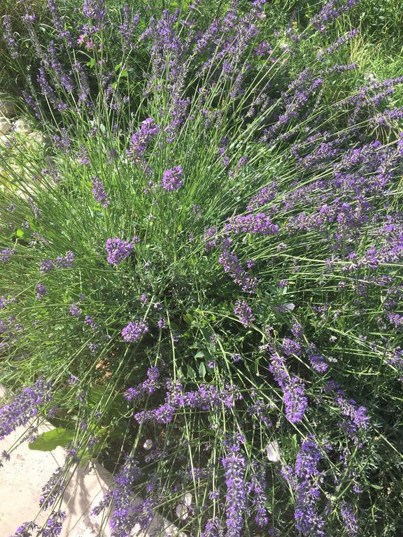 Willa Mas En Luberon Gordes Zewnętrze zdjęcie